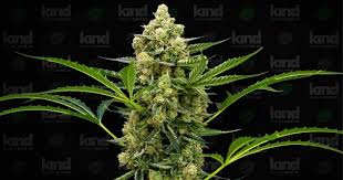 Exploring the Gorilla Strain Everything You Need to Know Exploring the Gorilla Strain Everything You Need to Know