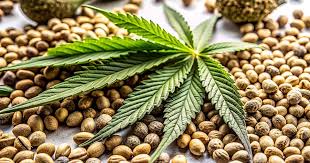 Exploring the Gorilla Strain Everything You Need to Know Exploring the Gorilla Strain Everything You Need to Know