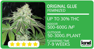 Exploring the Gorilla Strain Everything You Need to Know Exploring the Gorilla Strain Everything You Need to Know